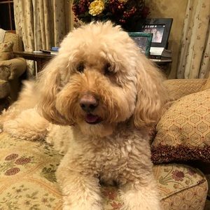 Meet your Posher, Stuary